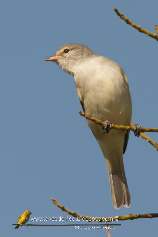 Piojito silbón (Southern beardless-Tyrannulet)