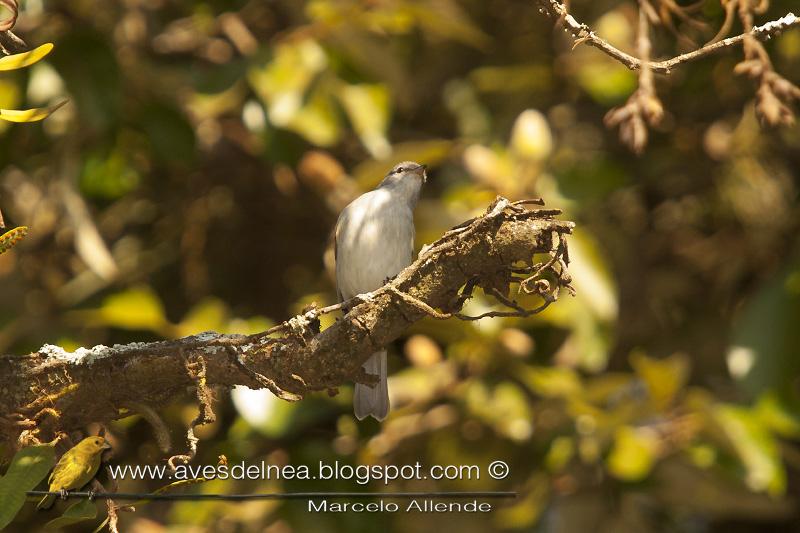 Piojito silbón (Southern beardless-Tyrannulet)