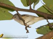 Piojito silbón (Southern beardless-Tyrannulet)