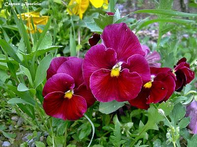 El cuidado de los pensamientos