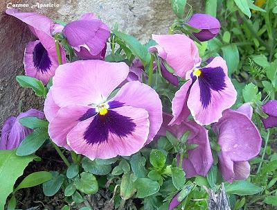 El cuidado de los pensamientos