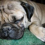 Perro durmiendo y roncando