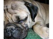 ¿Por perros roncan?‏