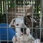 Moquillo y Parvovirus en los perros perro moquillo