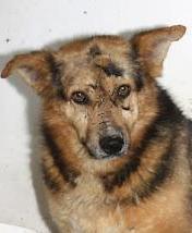 UN HOGAR PARA FIGO EN SUS ÚLTIMOS AÑOS!!