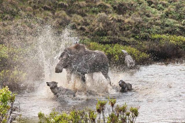 Madre alce lucha contra lobos para defender a su cría