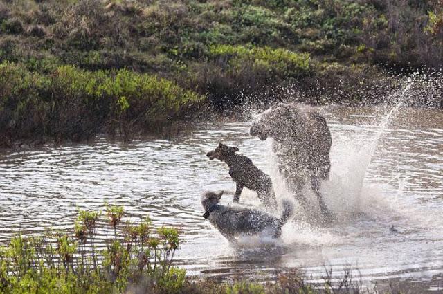 Madre alce lucha contra lobos para defender a su cría