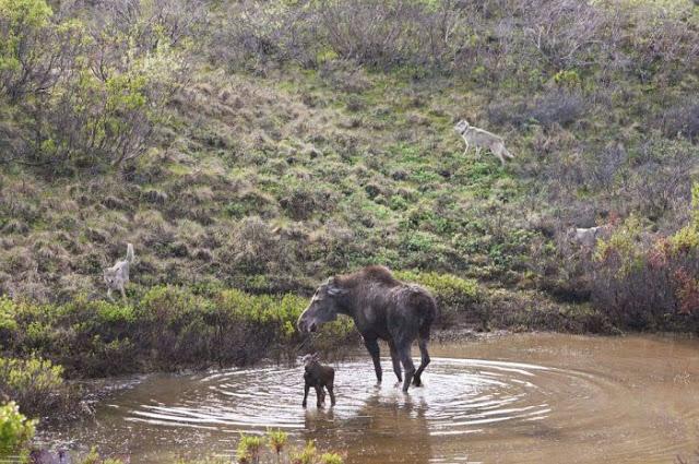 Madre alce lucha contra lobos para defender a su cría