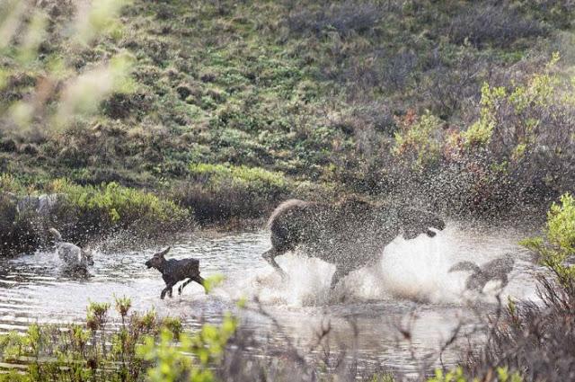 Madre alce lucha contra lobos para defender a su cría