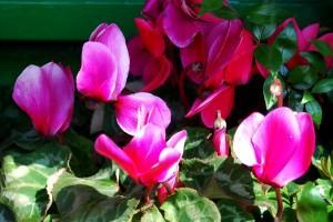 Aforismos (y II) (Barcelona, febrer 2013) AFORISMOS (y II)