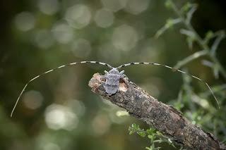 Para ampliar Acanthocinus aedilis (Linnaeus, 1758) Longicornio hacer clic