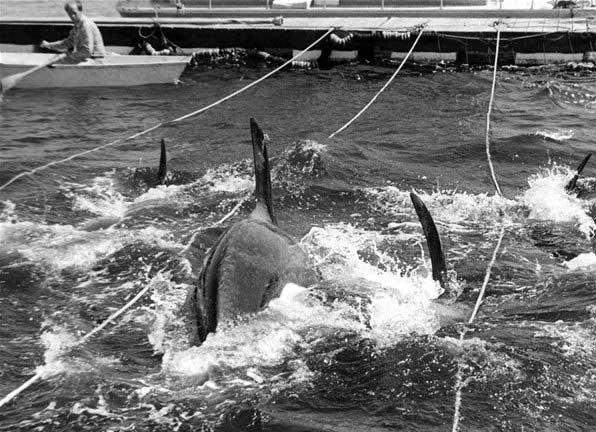 captura de Lolita en 1970