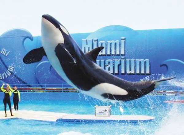 la orca Lolita en el Seaquarium de Miami