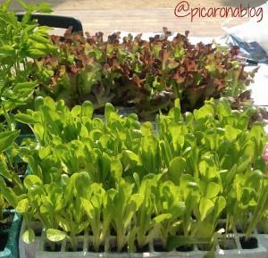plantel lechuga ¿Te atreves a plantar lechugas en tu balcón?