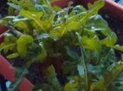 atreves plantar lechugas balcón?