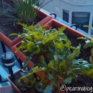 huerto balcon ¿Te atreves a plantar lechugas en tu balcón?