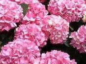 hortensia, planta fácil cultivo buena adaptación