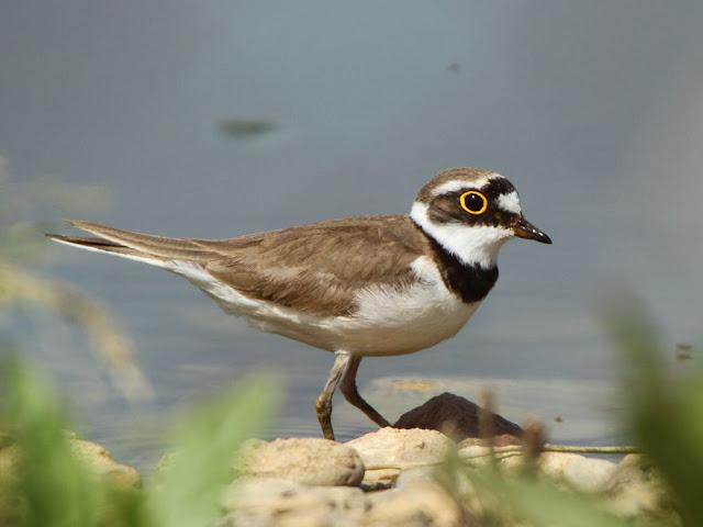 CALIDRIS CANUTUS-LIMICOLAS EN NAVARRA-EL CORRELIMO GORDO