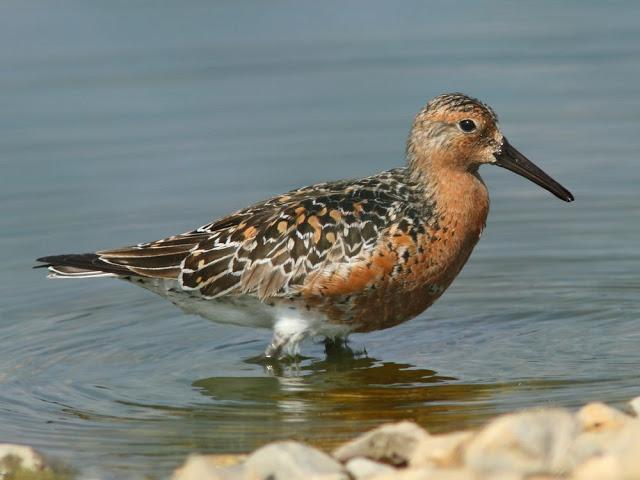 CALIDRIS CANUTUS-LIMICOLAS EN NAVARRA-EL CORRELIMO GORDO