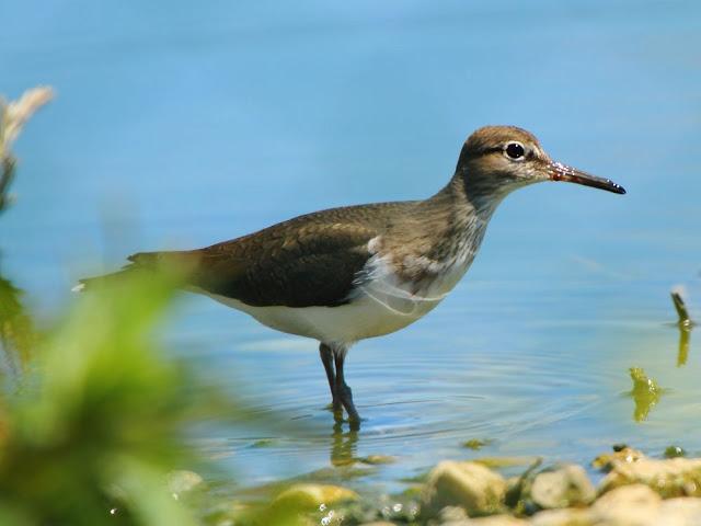 CALIDRIS CANUTUS-LIMICOLAS EN NAVARRA-EL CORRELIMO GORDO