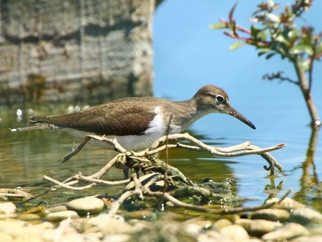 CALIDRIS CANUTUS-LIMICOLAS EN NAVARRA-EL CORRELIMO GORDO