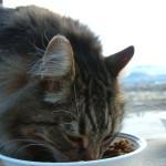 Alimentación de gatos mayores gato comiendo