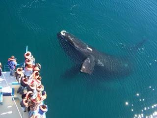 Puerto Madryn refugio de ballenas
