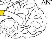 activado cíngulo anterior…