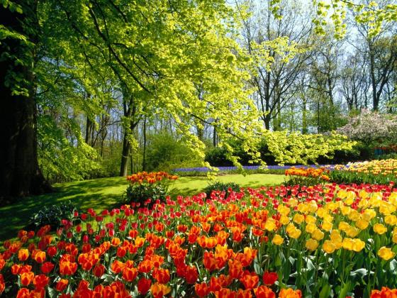 jardines-de-keukenhof-holanda