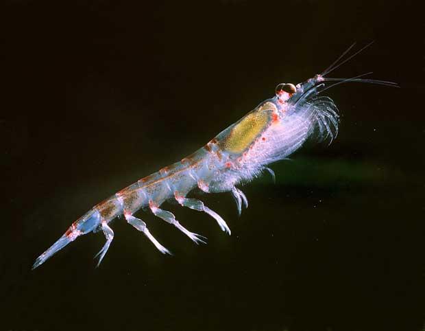 krill antártico