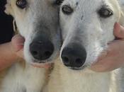 Galgas perrera Badajoz. nadie impide, mañana serán sacrificadas.