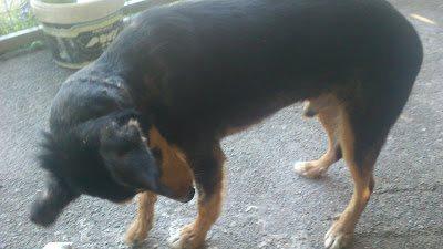 Andy, no puede levantar el hocico, está en la perrera. (Pontevedra)