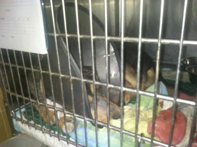 Andy, no puede levantar el hocico, está en la perrera. (Pontevedra)