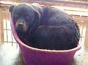 URGENTE!! Rotwailer hembra, tiene días contados perrera, sacrifican