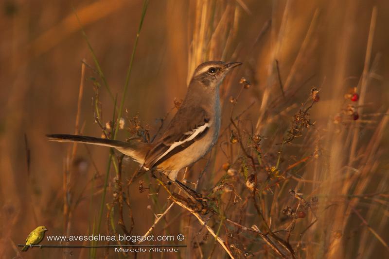 Calandria real (White-banded mockingbird)