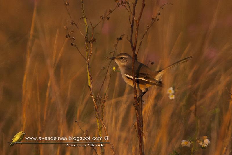 Calandria real (White-banded mockingbird)