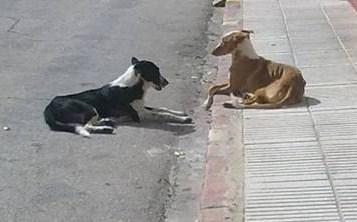 Podenquita con su hijo en peligro en la calle!! URGENTE!! Acogida!! (Valencia).