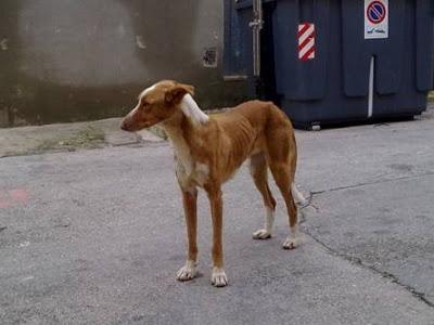 Podenquita con su hijo en peligro en la calle!! URGENTE!! Acogida!! (Valencia).