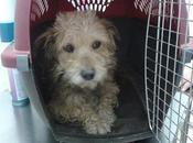 Benito, tiene intestino fuera!! (Badajoz)