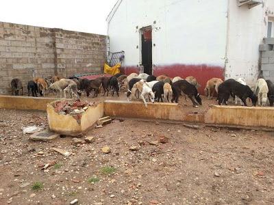 Galgos desechados por los cazadores. AYUDA URGENTE!! PROTECTORA DE TOMELLOSO. (Ciudad Real)