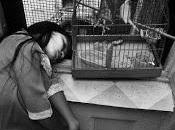 para hacer retrato pájaro