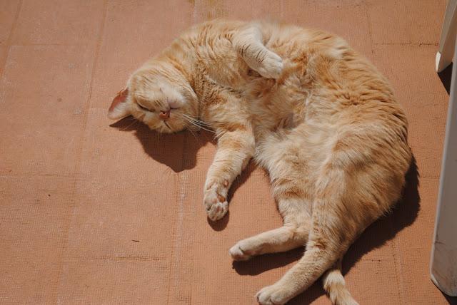 Blogs gastronómicos y gatos