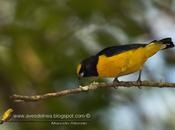 Tangará común (Purple-throated Euphonia)