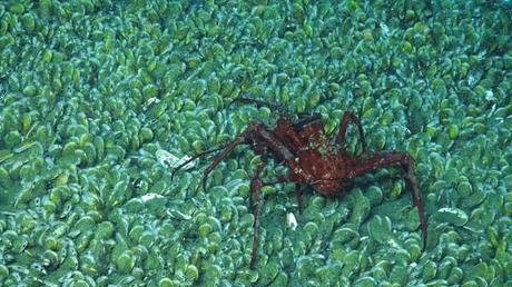 cangrejo araña en un campo de bibalvos