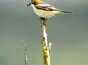 happy with birds-Con aves feliz