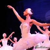 Pase de prensa, ‘El lago de los Cisnes’ Classical Russian Ballet