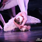 Pase de prensa, ‘El lago de los Cisnes’ Classical Russian Ballet