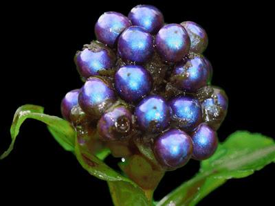 La planta más brillante