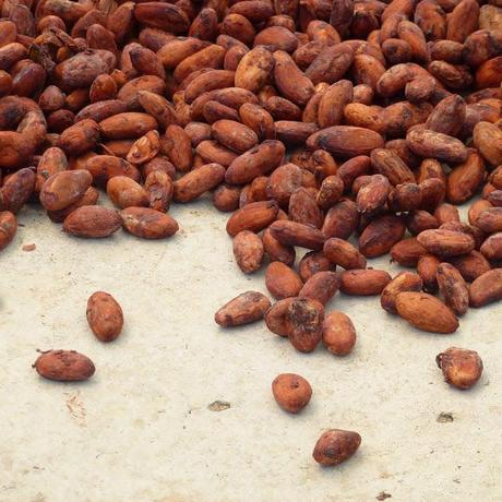 Chocolate, museos y producción Chocolate, museos y producción