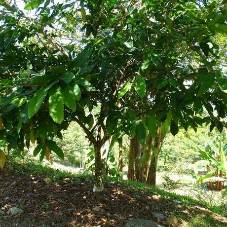 Chocolate, museos y producción Chocolate, museos y producción